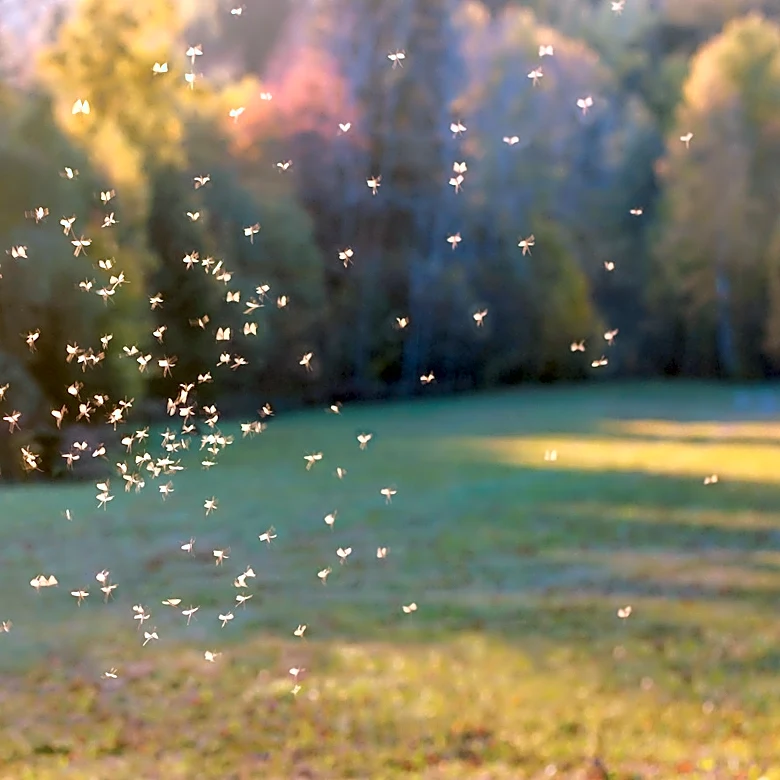 Ditch The Candles: There's A Cuter Way To Repel Mosquitoes From Your Garden