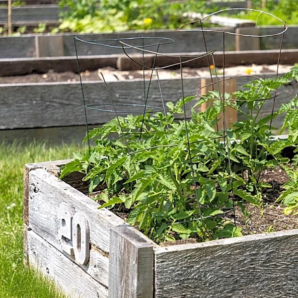 Ditch The Traditional Tomato Cage For A Unique Method That Gives You A Sweeter Harvest