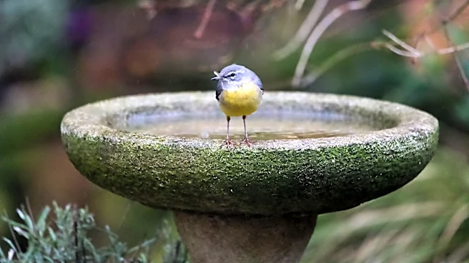 Say Goodbye To Traditional Bird Baths: There's A Target Find That Doubles As Garden Decor