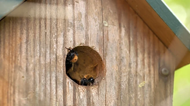 What To Do If You Find Bees In Your Birdhouse