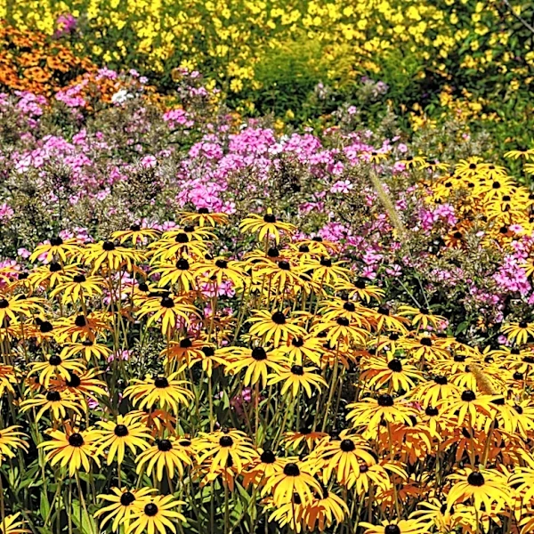 Goodbye Bare Patches: 12 Of The Best Perennials For Full Sun Areas