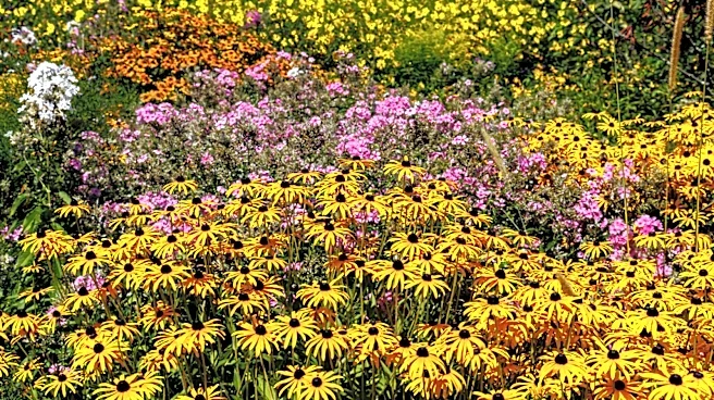 Goodbye Bare Patches: 12 Of The Best Perennials For Full Sun Areas