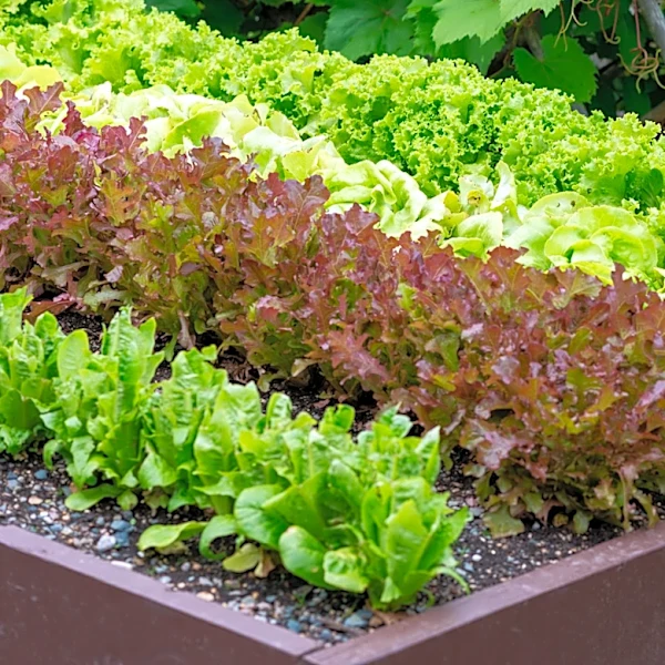 Not Coffee Grounds: The Drink To Add To DIY Fertilizer For Thriving Leafy Greens