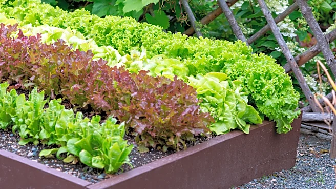 Not Coffee Grounds: The Drink To Add To DIY Fertilizer For Thriving Leafy Greens
