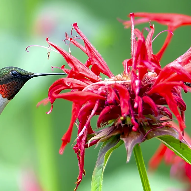 Not Bee Balm, Not Fuchsia: The Violet-Blue Flower That Hummingbirds Can't Resist