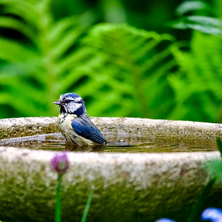 Say Bye To Traditional Bird Baths: Amazon's Find That Fits Anywhere