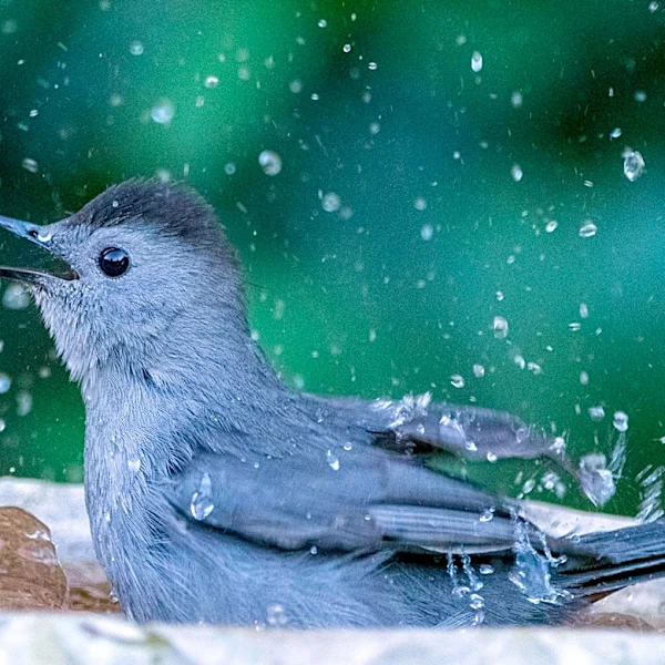 Goodbye Traditional Bird Baths — There's An Amazon Find That Gives Feathered Friends More Space