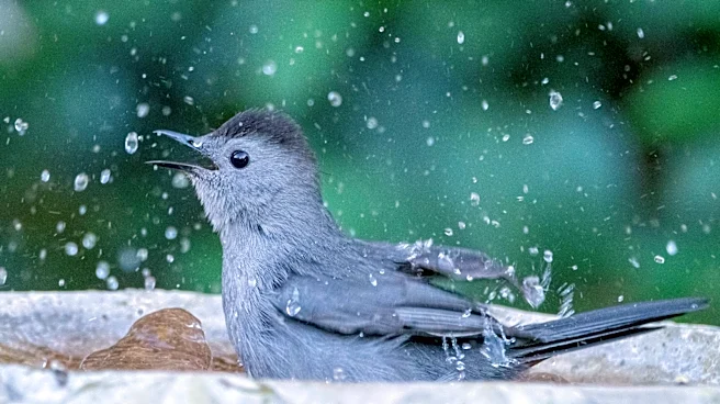 Goodbye Traditional Bird Baths — There's An Amazon Find That Gives Feathered Friends More Space
