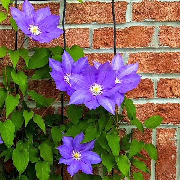 Not Clematis Or Hydrangea: The Vining Plant That Looks Good On Brick Walls