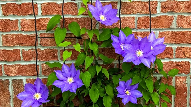 Not Clematis Or Hydrangea: The Vining Plant That Looks Good On Brick Walls