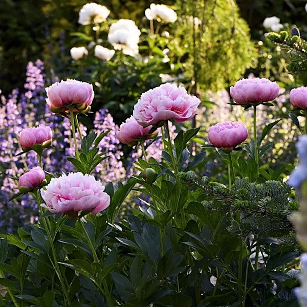 The Companion Flower For Peonies That Bloom At The Same Time