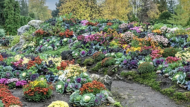 'Drama And Intrigue:' The Kale Variety You Should Grow For Both Beauty And Abundant Harvests