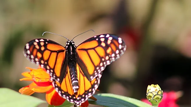 The Native Flower That Brings Beautiful Color To Your Pollinator Garden