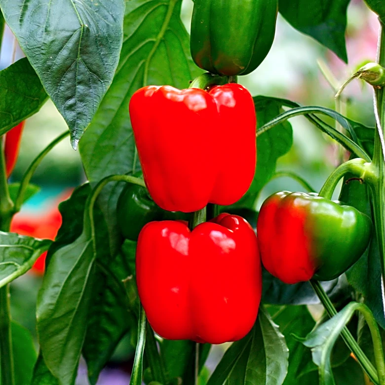 How To Grow Pepper Plants Upside Down (And Why You'd Want To)