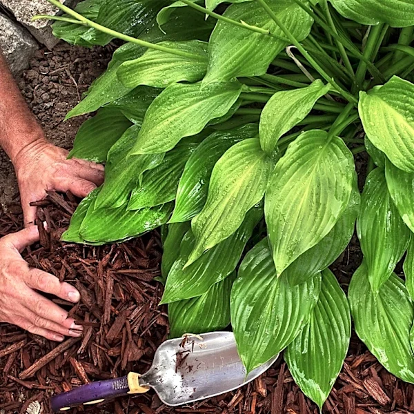 The Hosta Companion Flower That Looks Like Delicate Lace