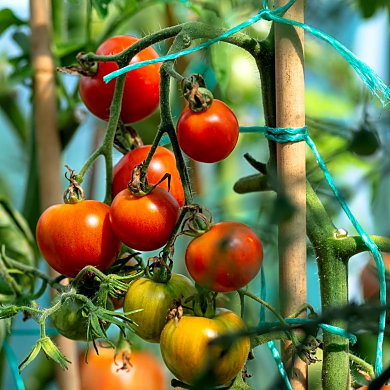 Not Epsom Salt: The Fantastic Tomato Fertilizer That Everyone Already Has