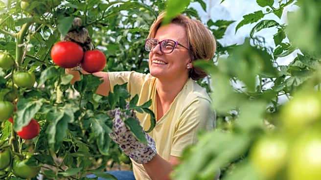 The Old-School Tomato Fertilizer Your Grandma Used That We Can't Recommend