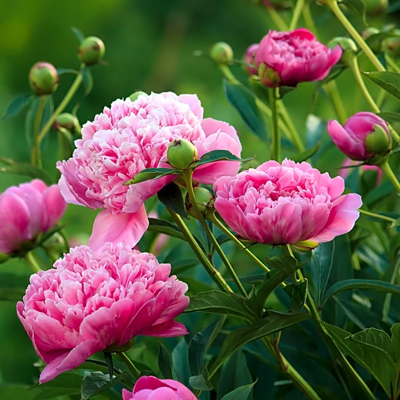 The Perfect Companion Plant To Hide Peonies' Bare Legs And Make Their Flowers Pop