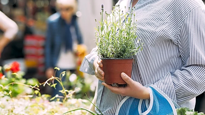 Not Self-Watering Pots: The More Reliable Choice For Herbs