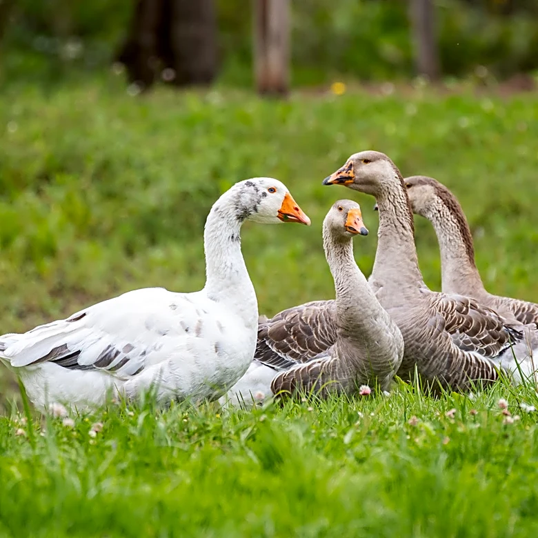 The Garden Decor That Performs Double Duty And Can Repel Geese