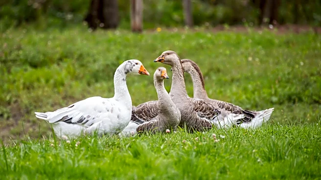 The Garden Decor That Performs Double Duty And Can Repel Geese