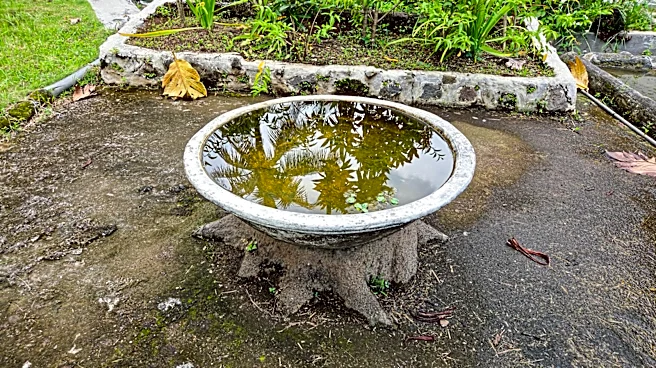 Ditch Traditional Bird Baths: There's An Amazon Find That's Easy To Clean