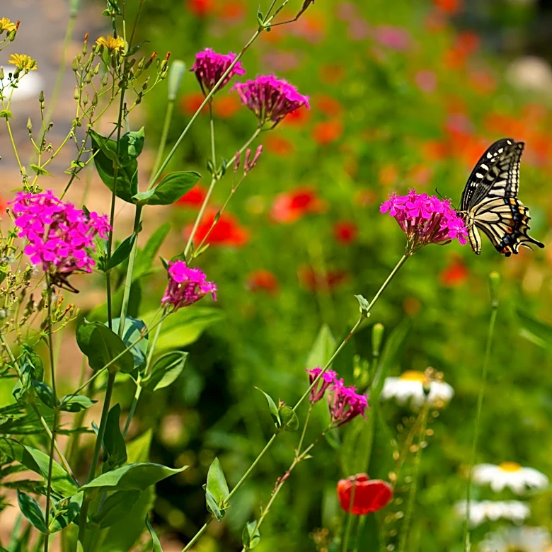Not Coleus, Not Impatiens: The Vibrant Annual Flower That's Great For A Pollinator Garden