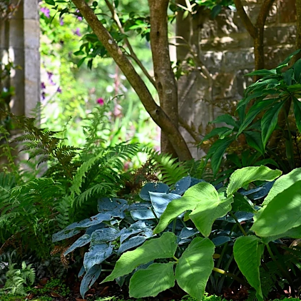 Not Hostas, Not Ferns: Grow This Lush Vine For Striking Foliage In Partially Shaded Garden Beds