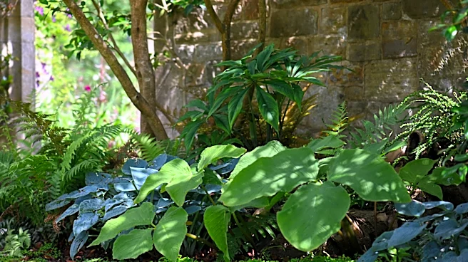 Not Hostas, Not Ferns: Grow This Lush Vine For Striking Foliage In Partially Shaded Garden Beds