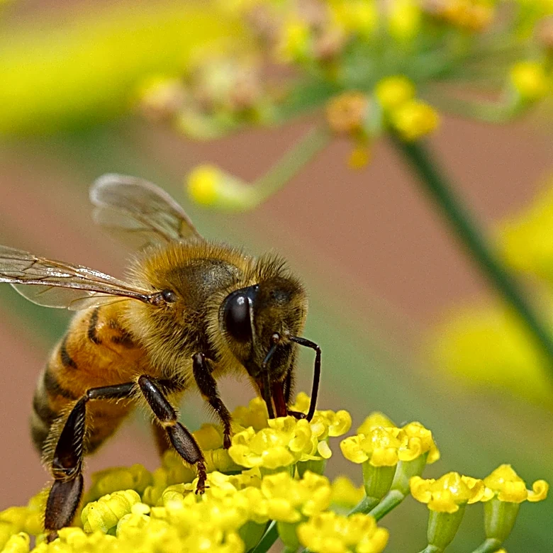 Neither Sage Nor Thyme: There's Another Summer-Blooming Herb Pollinators Love