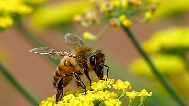 Neither Sage Nor Thyme: There's Another Summer-Blooming Herb Pollinators Love