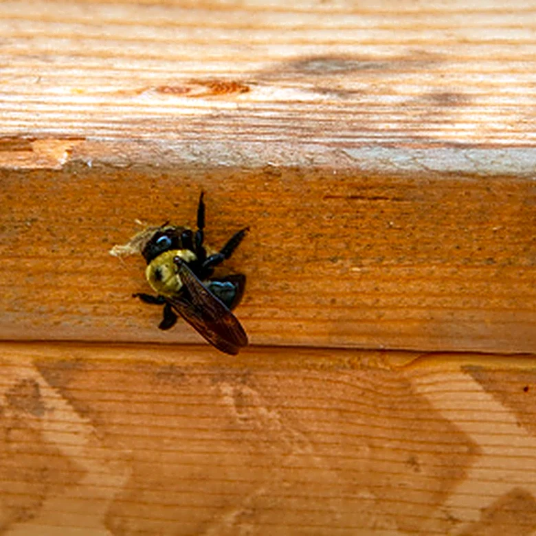 Say Goodbye To Carpenter Bees Using A Fresh-Smelling Plant They Can't Stand