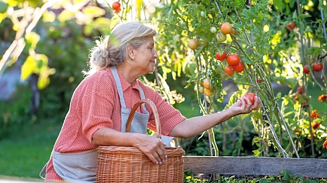 Give Tomatoes A Major Nutrient Boost With DIY Fertilizer That Uses A Stinky Kitchen Scrap