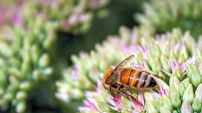 Not Lavender Or Thyme: The Flowering Herb Pollinators Would Be Thrilled To Find In The Garden