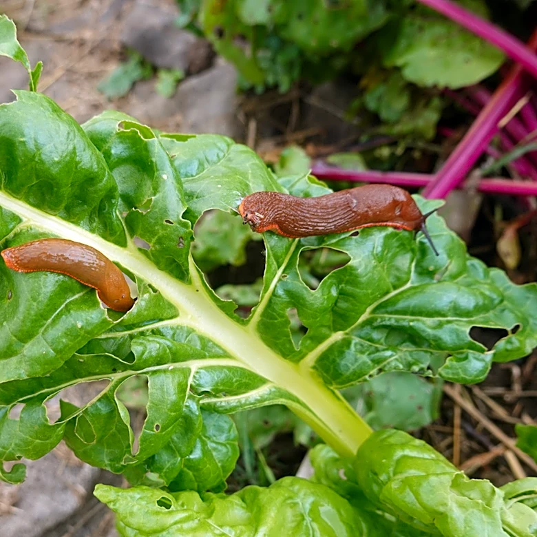 Not Copper Nor Coffee Grounds: Use This Bathroom Staple To Help Deter Snails And Slugs