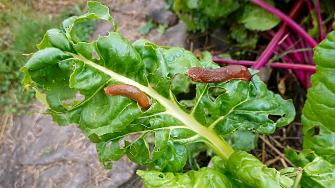 Not Copper Nor Coffee Grounds: Use This Bathroom Staple To Help Deter Snails And Slugs