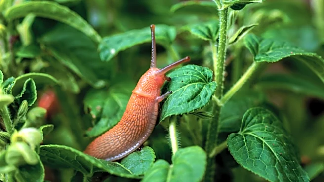 Not Tape Or Mesh: There's A Better Copper Hack To Keep Slugs Out Of The Garden