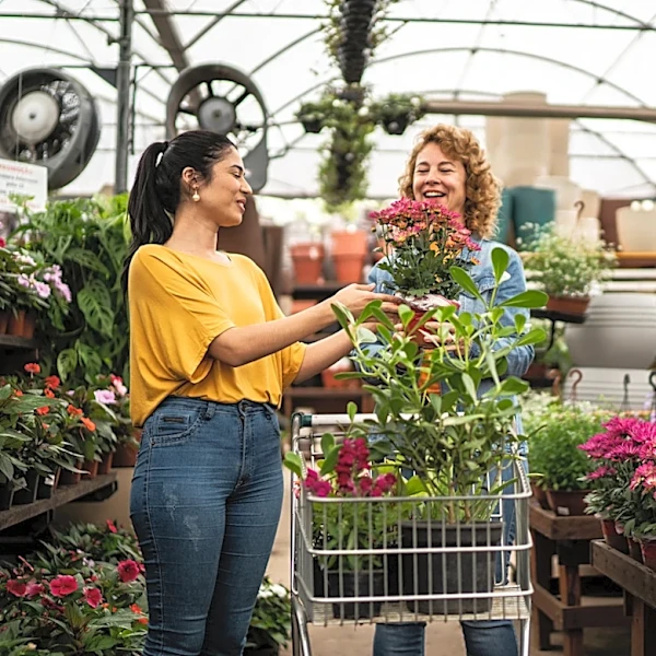 Not Begonias, Not Impatiens: The Annual Flower That Can Take The Heat In The Garden