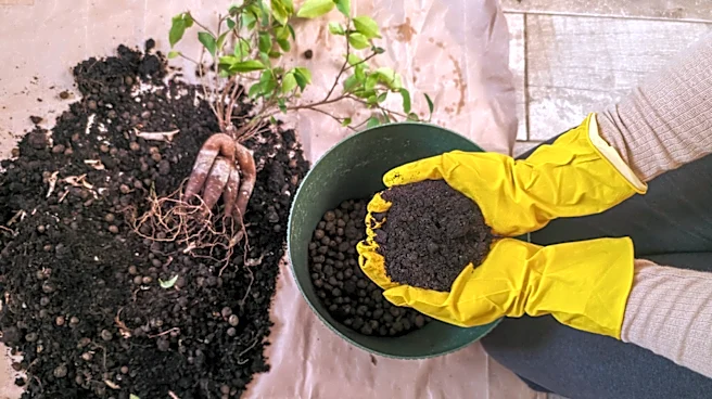 Replacing Soil Does More Than Refresh The Potting Mix