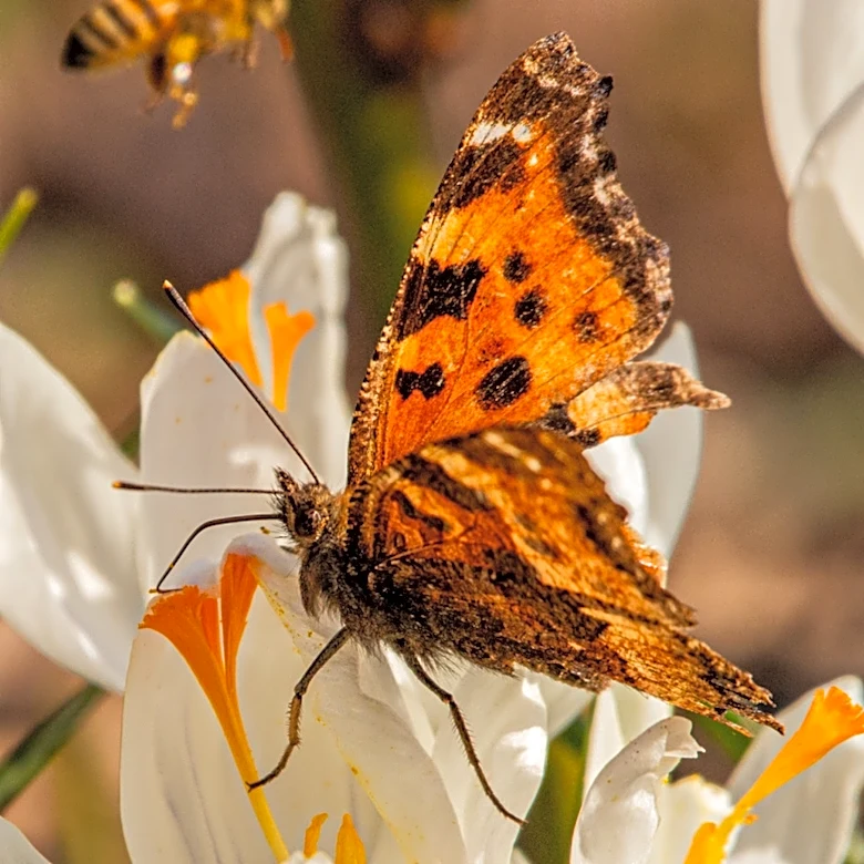 Skip The Flowers: Attract Butterflies With A Kitchen Scrap They'd Be Thrilled To Find