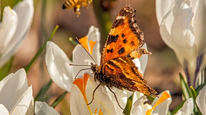 Skip The Flowers: Attract Butterflies With A Kitchen Scrap They'd Be Thrilled To Find