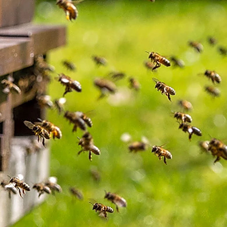Love The Bees? The Blooming Vine You Don't Want In Your Garden