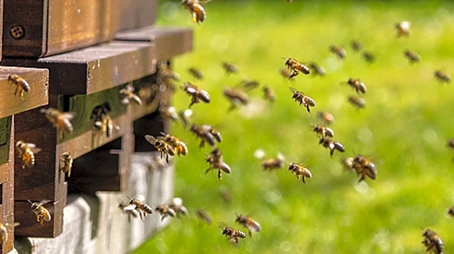 Love The Bees? The Blooming Vine You Don't Want In Your Garden