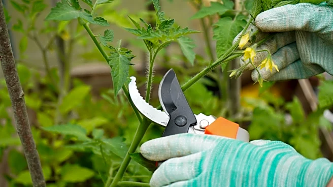 The DIY Fertilizer Hack To Try When You Prune Tomatoes