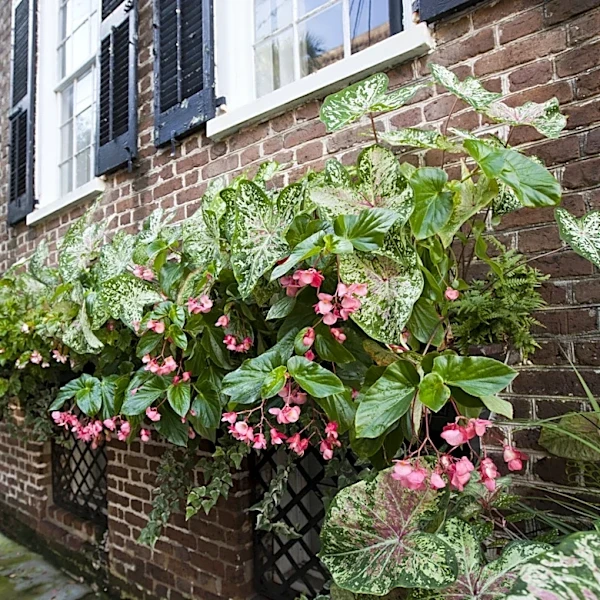Not Geraniums, Not Petunias: The Annual Flower That's Great For Your Window Boxes