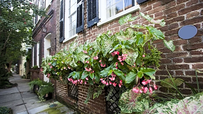 Not Geraniums, Not Petunias: The Annual Flower That's Great For Your Window Boxes