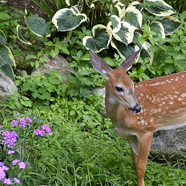 The Hosta Companion Flower That Resists Deer And Rabbits