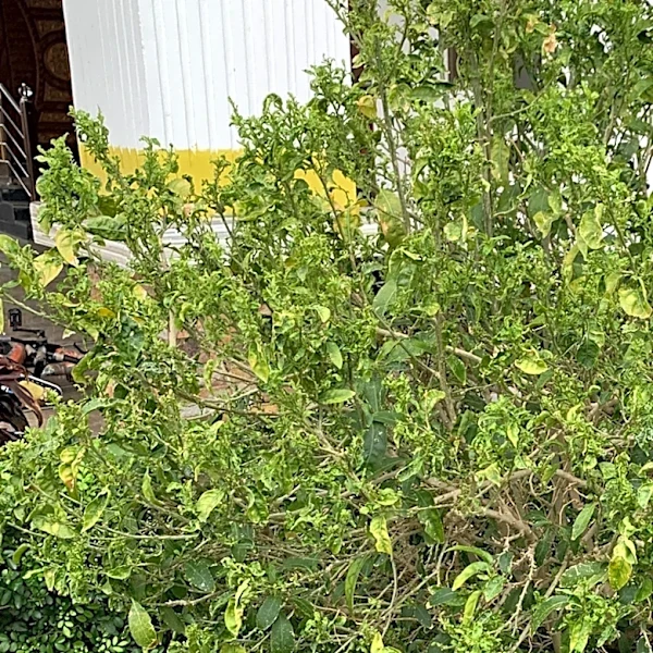 Hibiscus Shrub Not Blooming Yet? Here's When To Expect It To