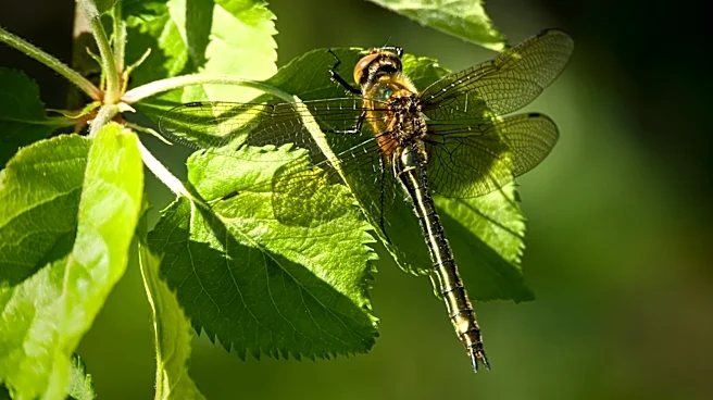 Not Milkweed: The Cheerful Annual Flower That Dragonflies Love
