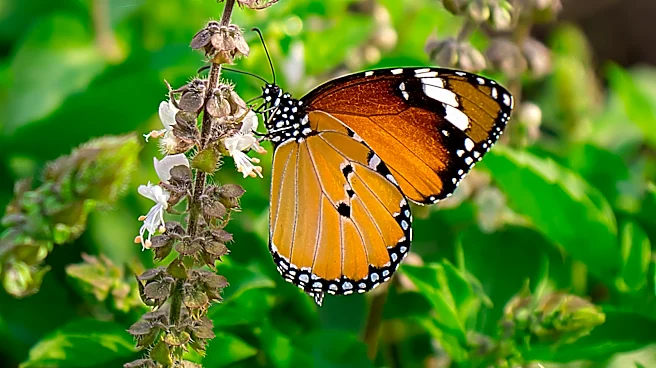 Not Basil, Not Cilantro: The Feathery Herb With Flowers That'll Attract Butterflies